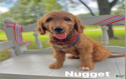 Goldendoodle dogs for sale: Nugget - Image 7
