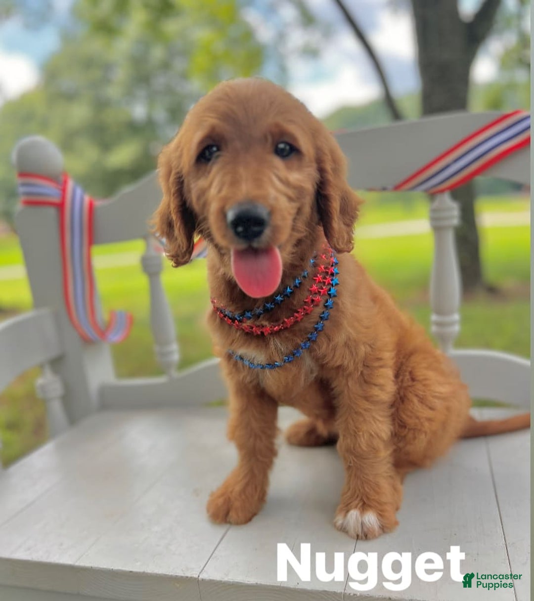 Goldendoodle dogs for sale: Nugget - Image 7