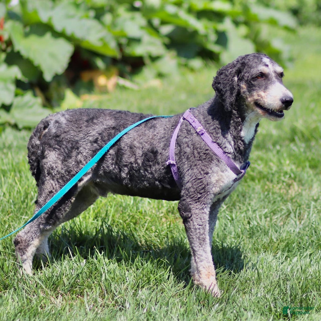 Mini Bernedoodle dogs for sale: Brooklyn - Image 9