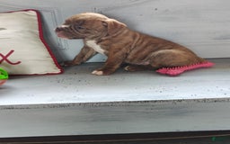 Olde English Bulldogge dogs for sale: Choco - Image 2