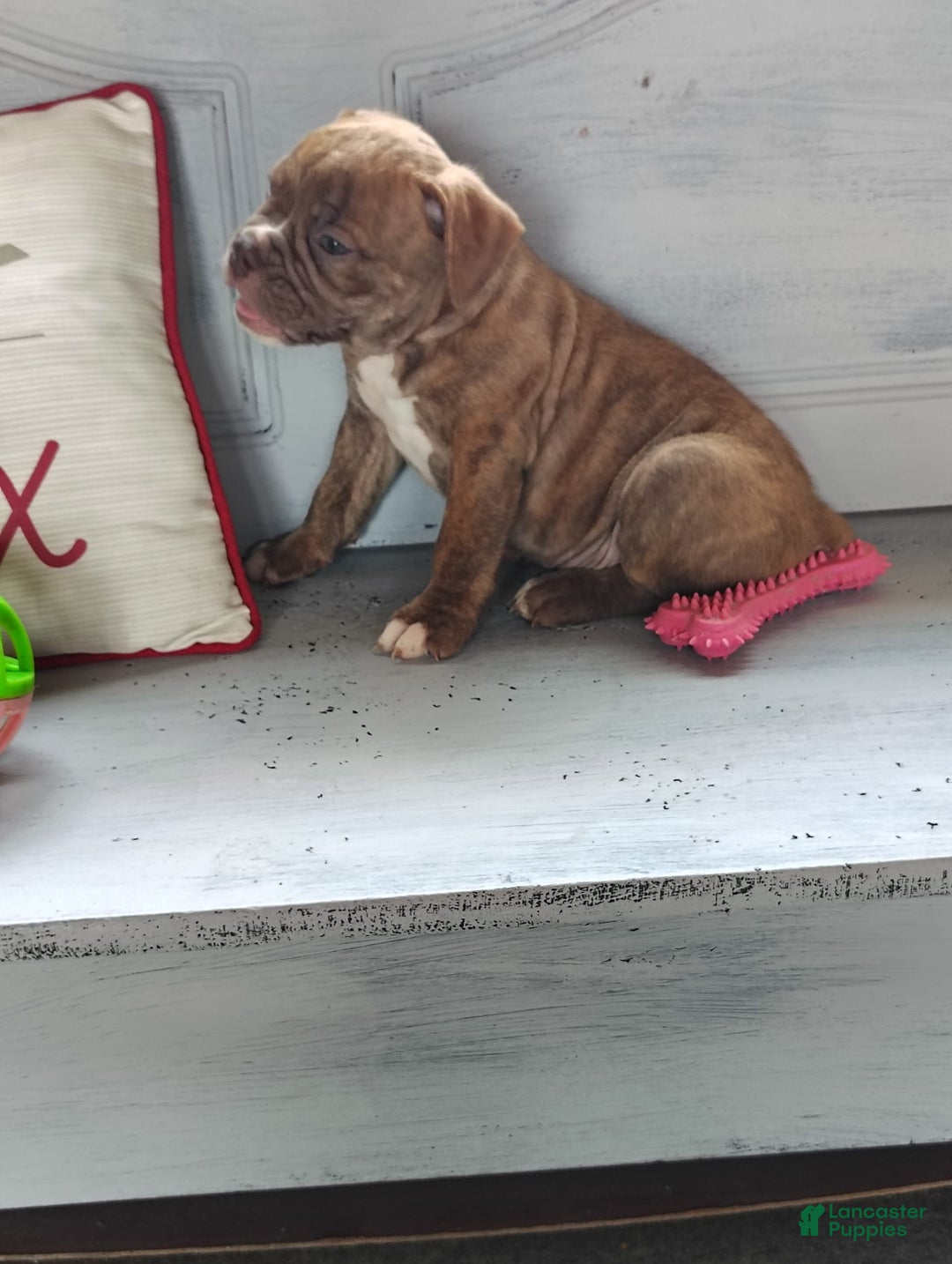 Olde English Bulldogge dogs for sale: Choco - Image 2