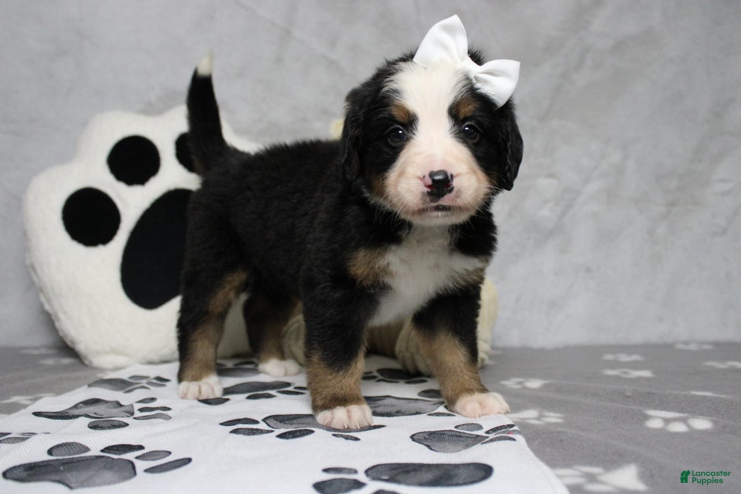 Cavapoo dogs for sale: Phoenix - Image 28