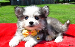 Pomsky dogs for sale: Champ - Image 5