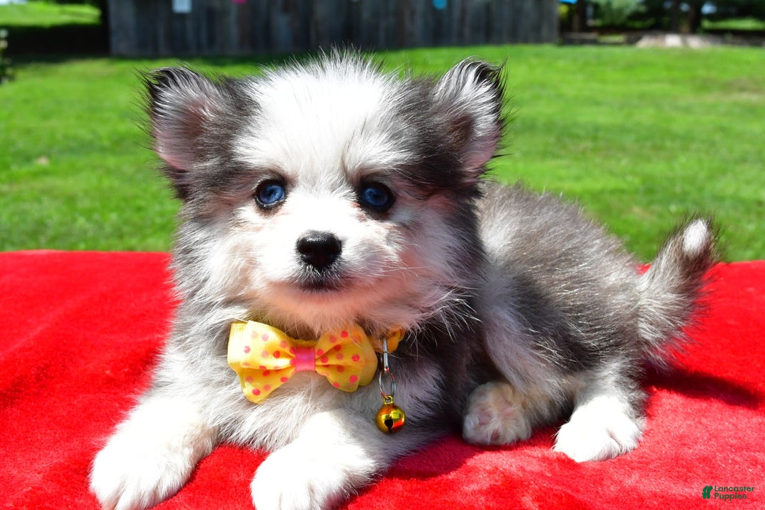 Pomsky dogs for sale: Champ - Image 5