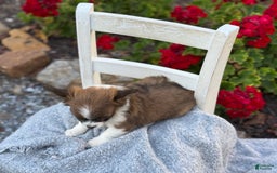 Chihuahua dogs for sale: Seraphina - Image 8
