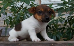Jack Russell Terrier dogs for sale: Kaylee - Image 4
