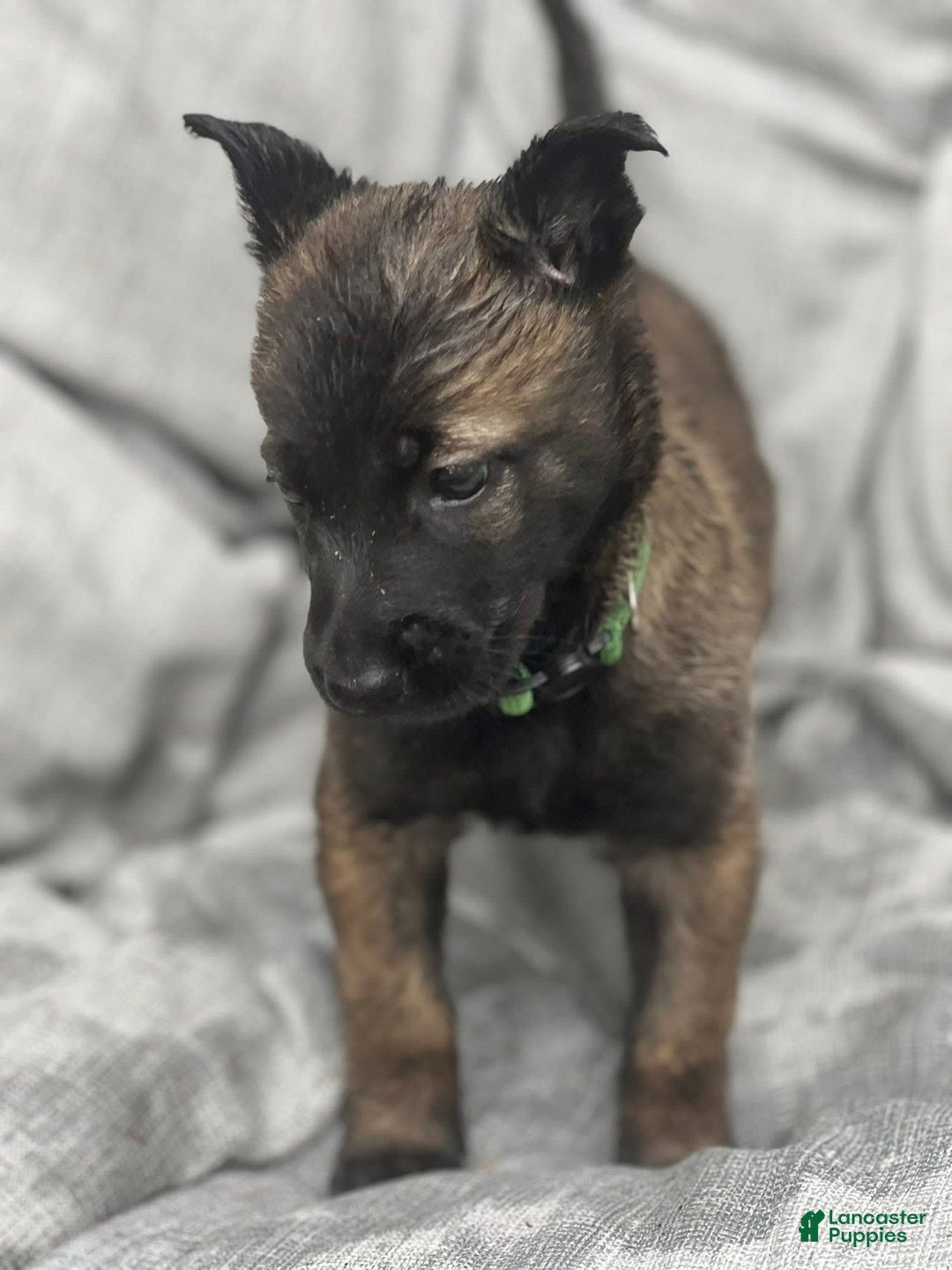Belgian Malinois dogs for sale: Belgian Malinois 6 puppies - Image 4