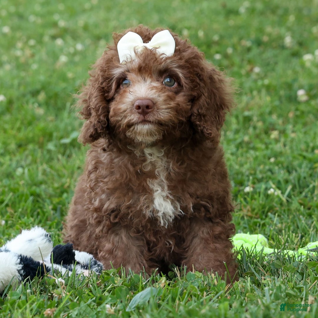 Cockapoo dogs for sale: Bailey - Image 10