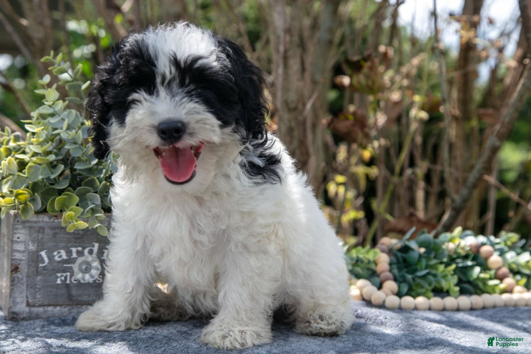 Cavapoo dogs for sale: Stark - Image 2