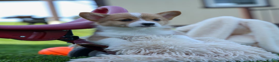 Gizmo