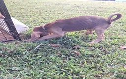 Bloodhound dogs for sale: Yellow - Image 4