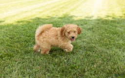 Goldendoodle dogs for sale: Michael - Image 6