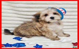 Morkie dogs for sale: Conner - Image 1