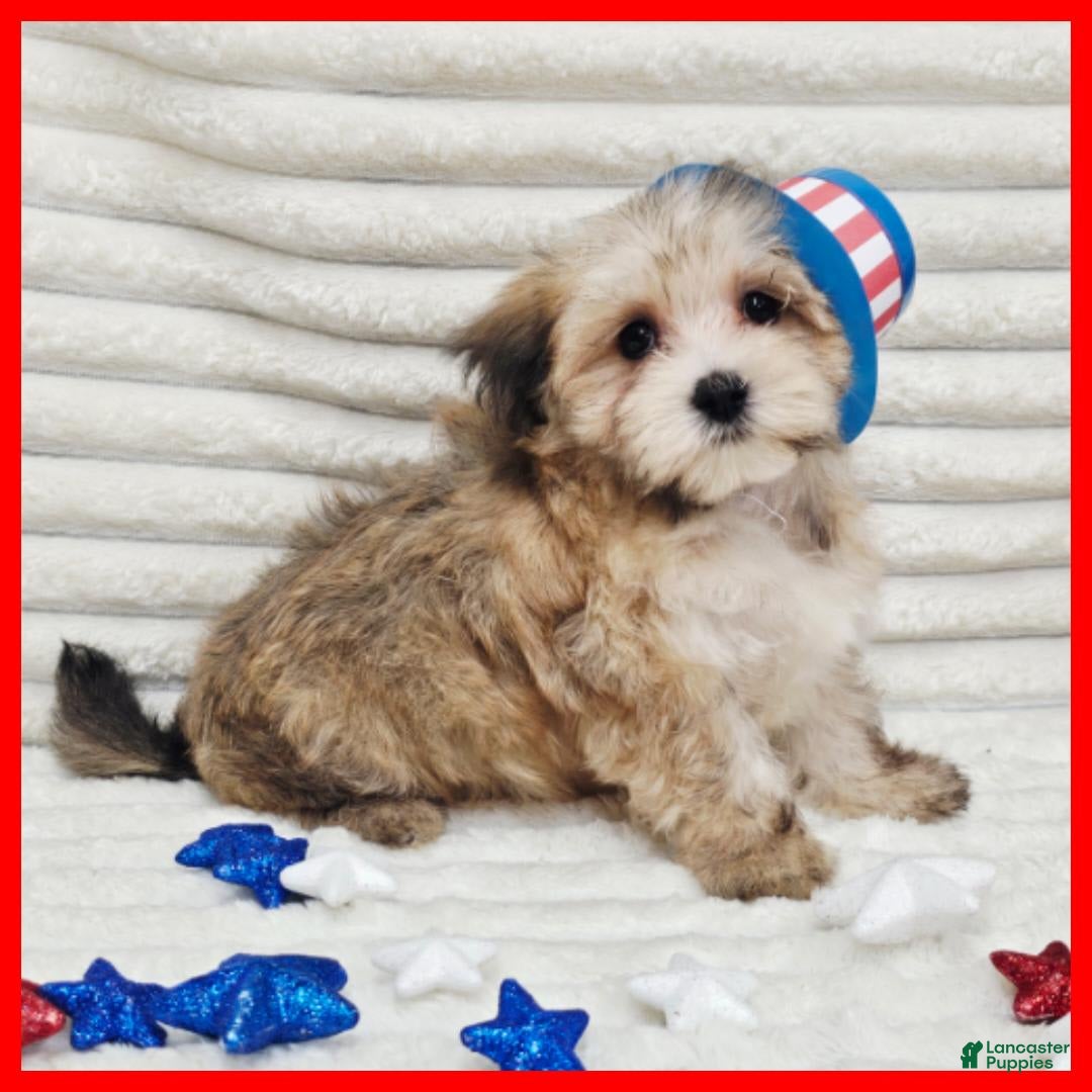 Morkie dogs for sale: Conner - Image 1