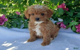 Toy Poodle dogs for sale: Trixy - Image 3