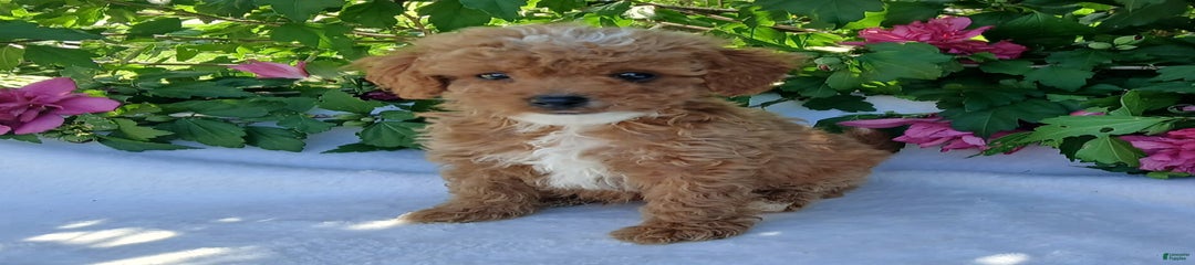 Trixy