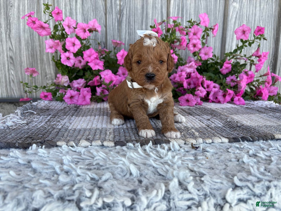 Mini Goldendoodle dogs for sale: Destiny - Image 2