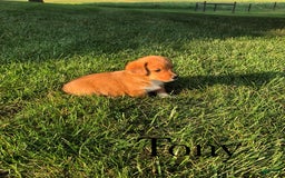 Welsh Corgi Pembroke dogs for sale: Tony - Image 5