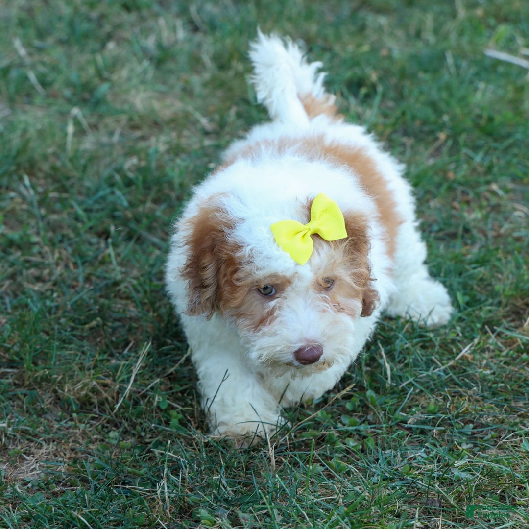 Cavachon dogs for sale: ECHO - Image 17