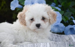Cavapoo dogs for sale: Harmony - Image 8