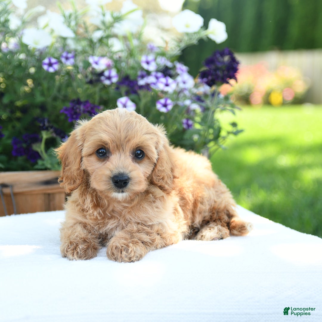 Cavapoo dogs for sale: Scarlet - Image 1