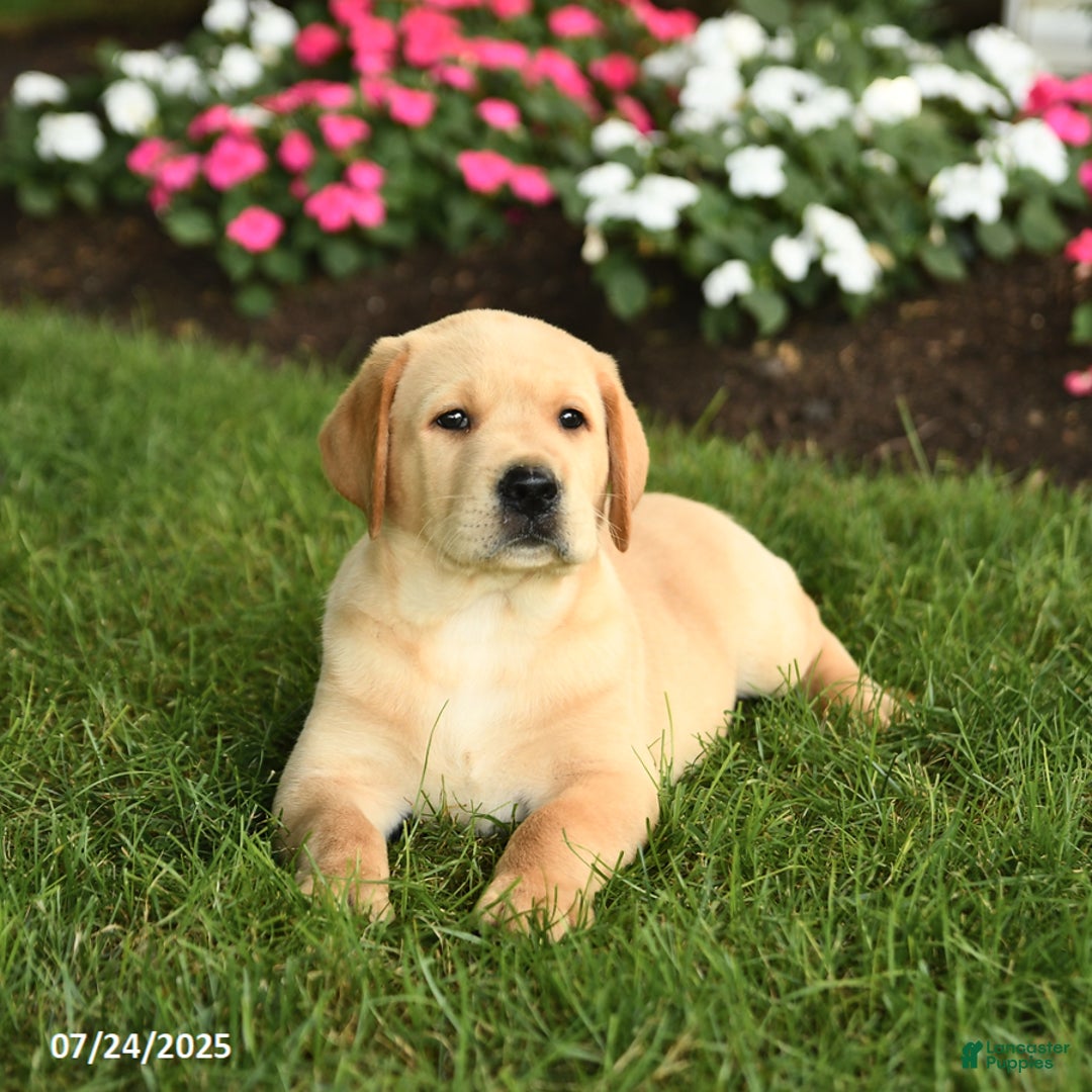 Labrador Retriever dogs for sale: Sparkey - Image 2