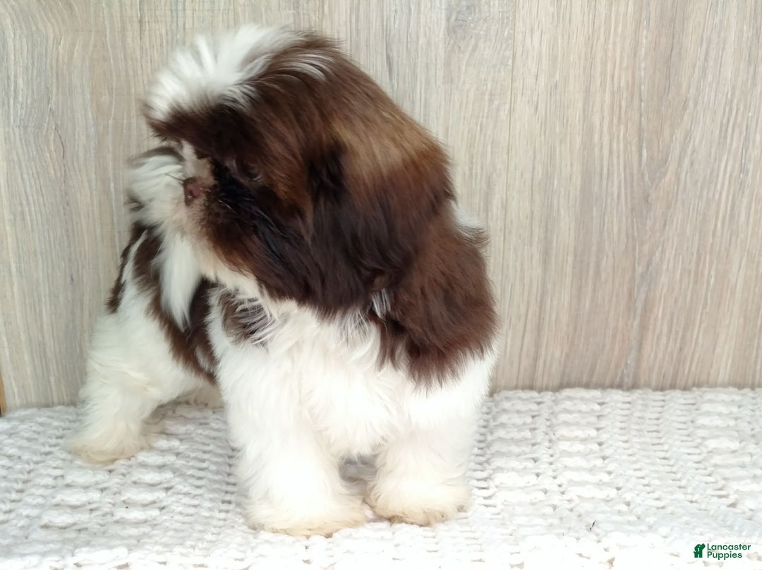 Shih Tzu dogs for sale: Weston - Image 2