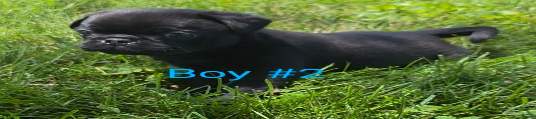 Flint Boy 2
