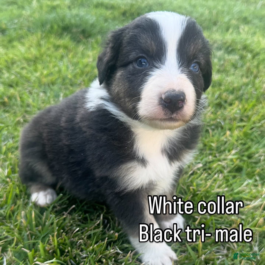 Australian Shepherd dogs for sale: White Collar - Image 2