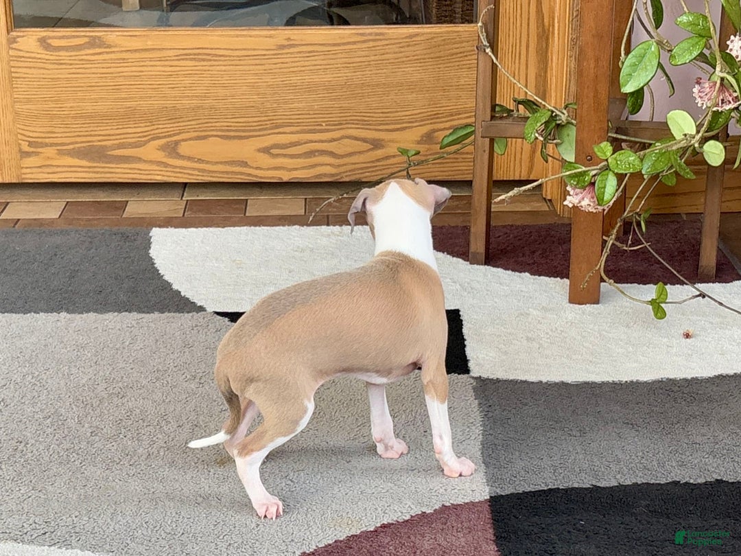 Italian Greyhound dogs for sale: Trina - Image 3