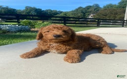 Mini Goldendoodle dogs for sale: Deacon - Image 1