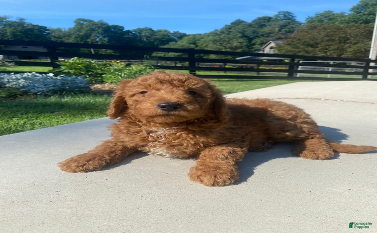 Mini Goldendoodle dogs for sale - Ad 3
