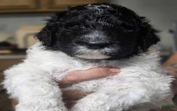 Standard Poodle dogs for sale: Freddie - Image 6