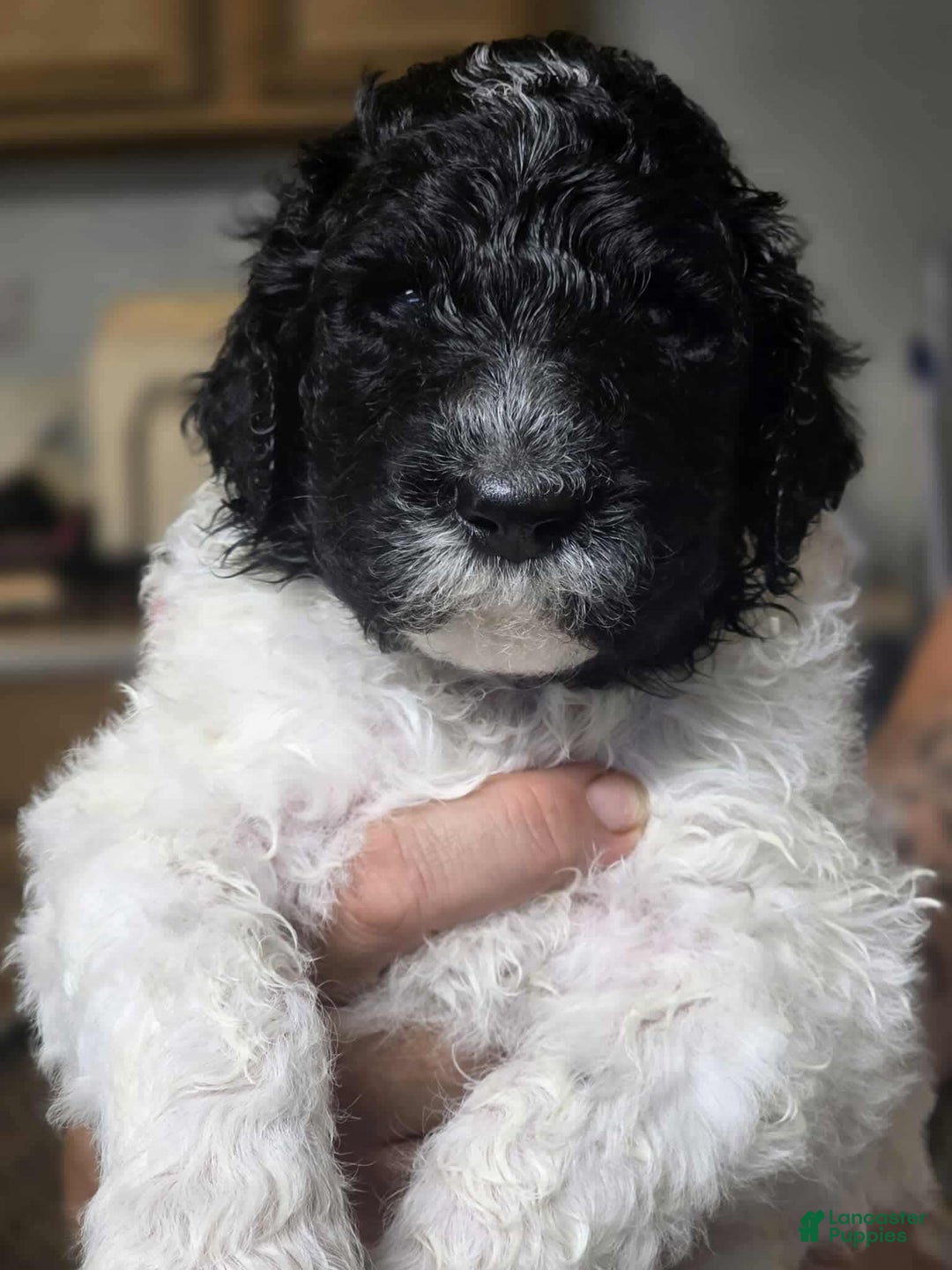 Standard Poodle dogs for sale: Freddie - Image 6