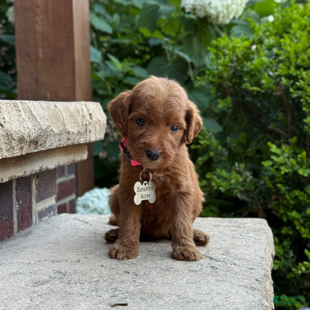 Goldendoodle dogs for sale: Paisley - Image 1