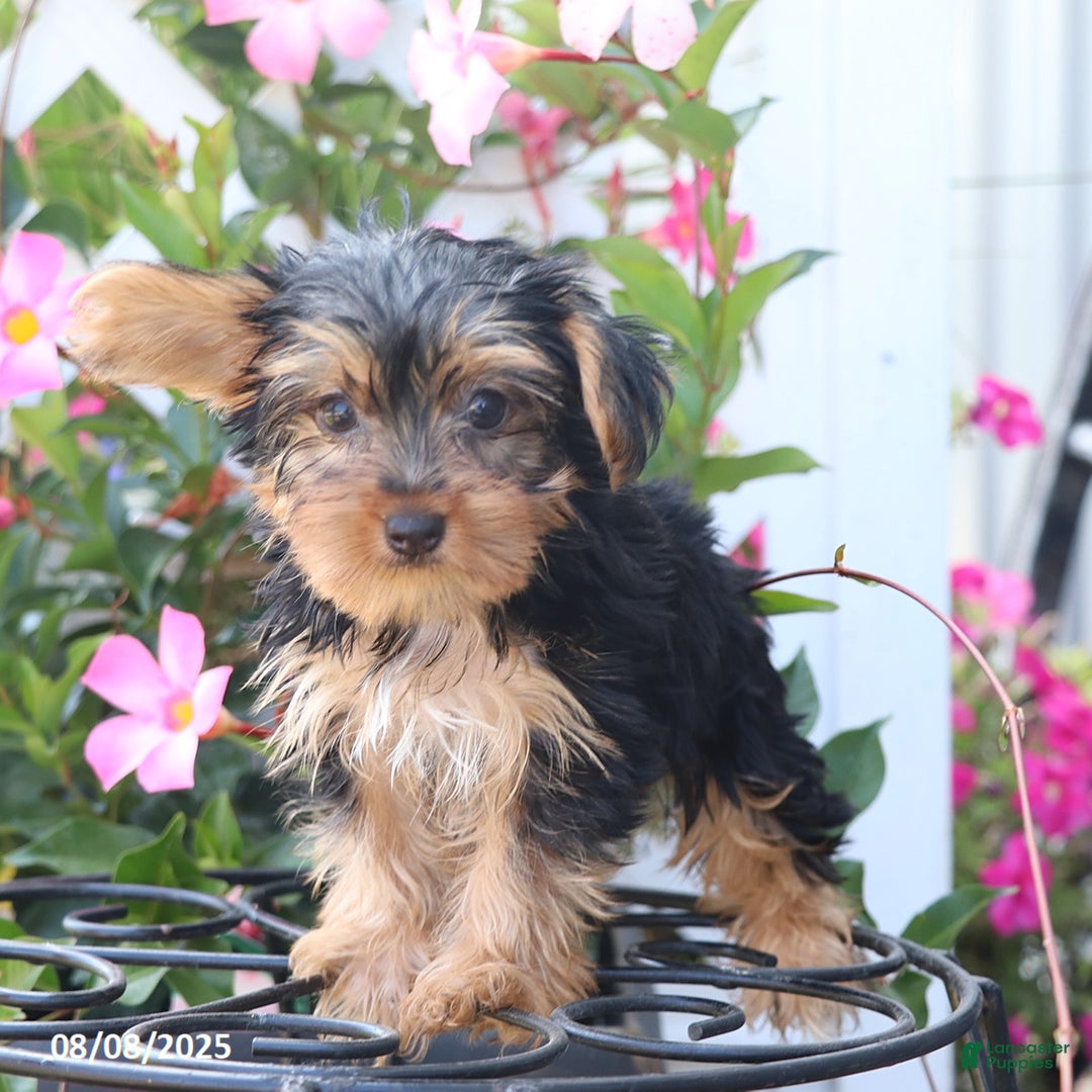 Yorkshire Terrier dogs for sale: Misty - Image 1