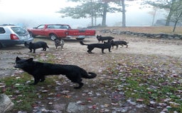 German Shepherd dogs for sale: Little Girl - Image 12
