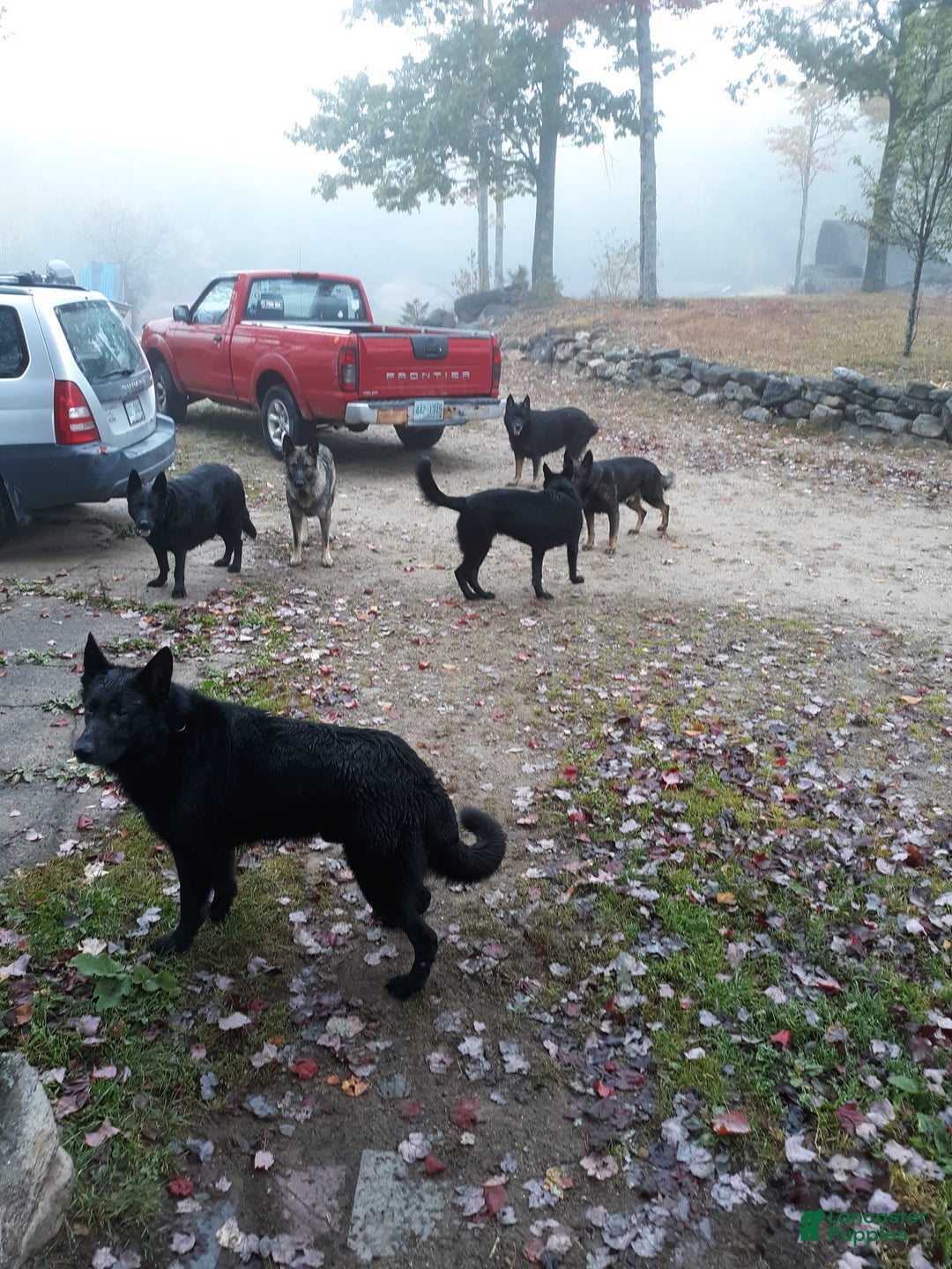 German Shepherd dogs for sale: Little Girl - Image 12