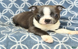 Boston Terrier dogs for sale: Kolby - Image 3