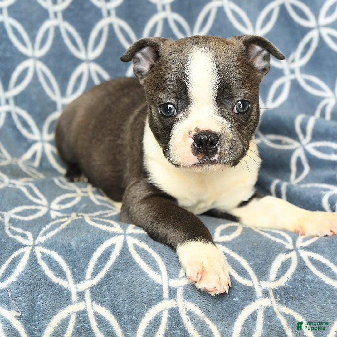 Boston Terrier dogs for sale: Kolby - Image 3