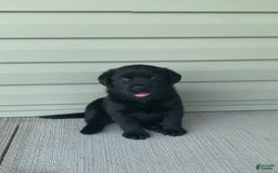 Labrador Retriever dogs for sale: Annie - Image 5