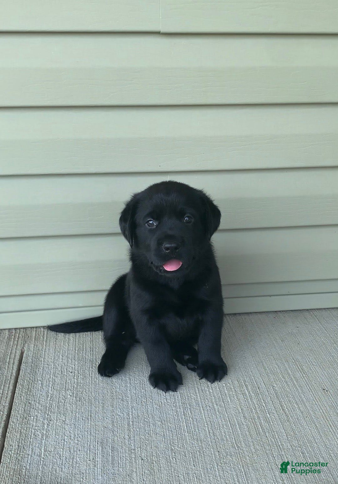 Labrador Retriever dogs for sale: Annie - Image 5