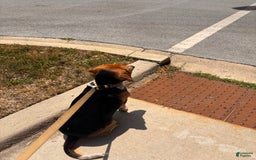 Beagle dogs for sale: Aslam - Image 4