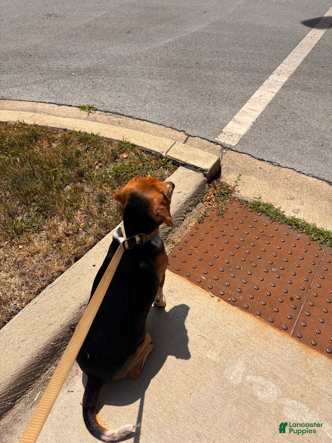Beagle dogs for sale: Aslam - Image 4