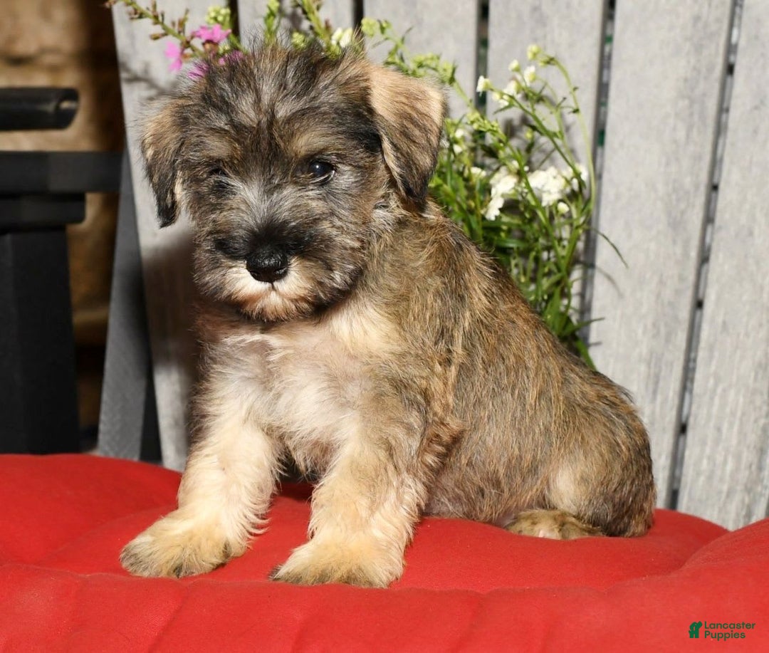 Miniature Schnauzer dogs for sale: Sugar - Image 3