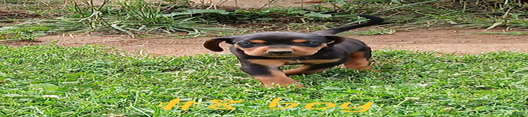 Gruffy