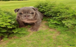 English Bulldog dogs for sale: Lyla - Image 3