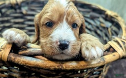 Cavapoo dogs for sale: Henry - Image 1
