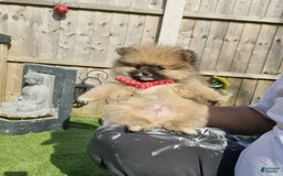 Pomeranian dogs for sale: Dex - Image 1