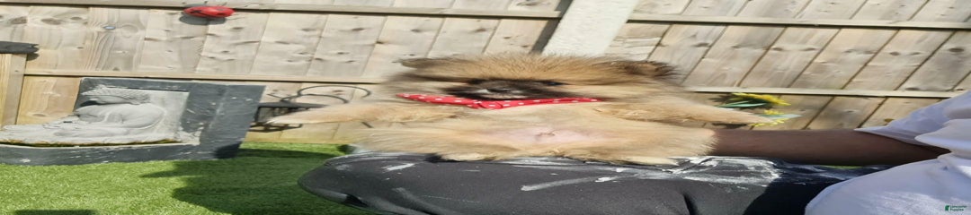 Dex